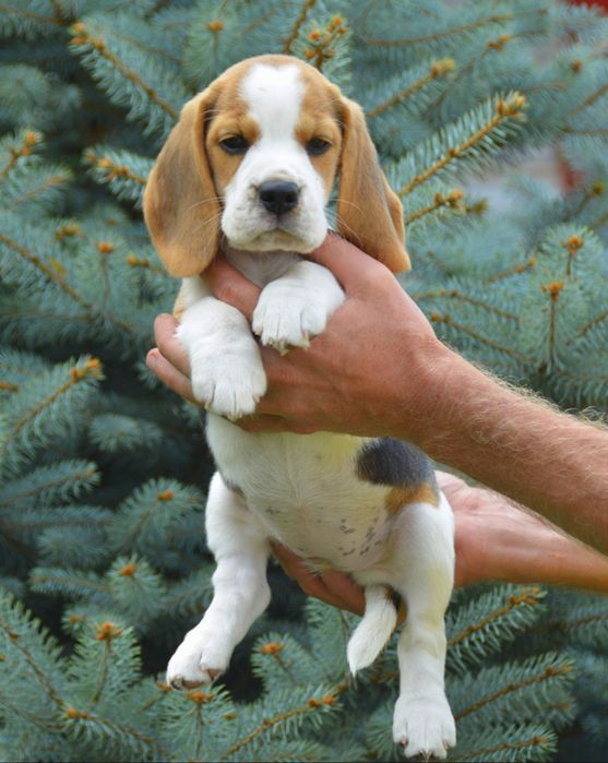 Бігль, цуценята хлопчики й дівчата