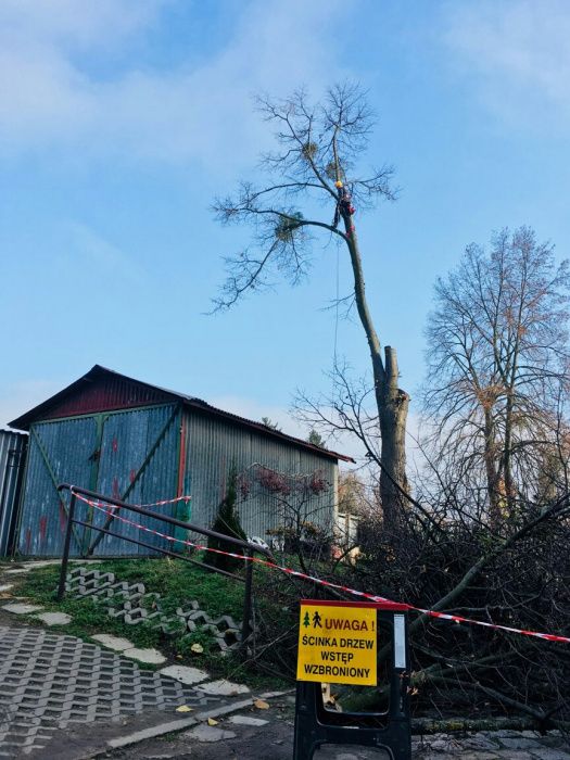 WYCINKA DRZEW TRUDNYCH. Gratis wycena.  Żywopłoty