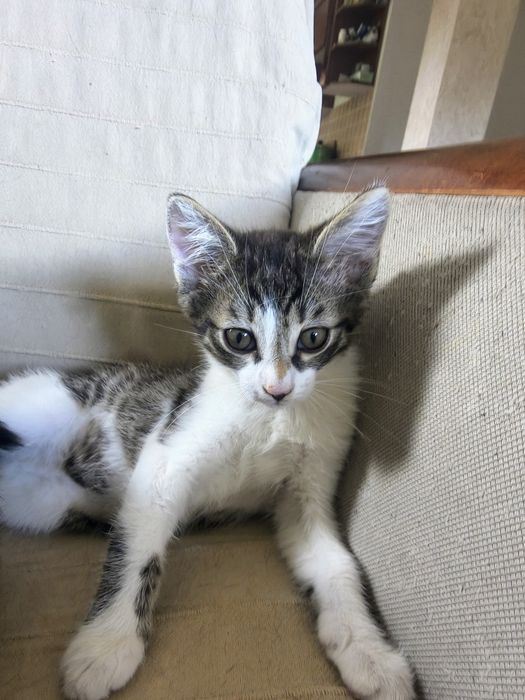 Piękny kocurek do adopcji
