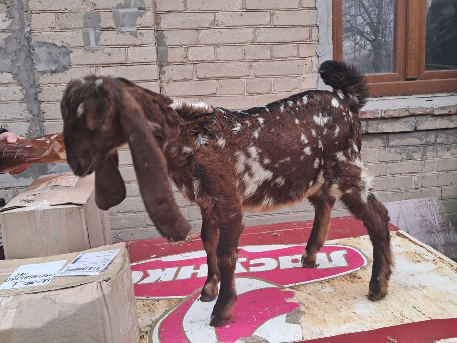 Козлик 75 % камори 25% нубиец