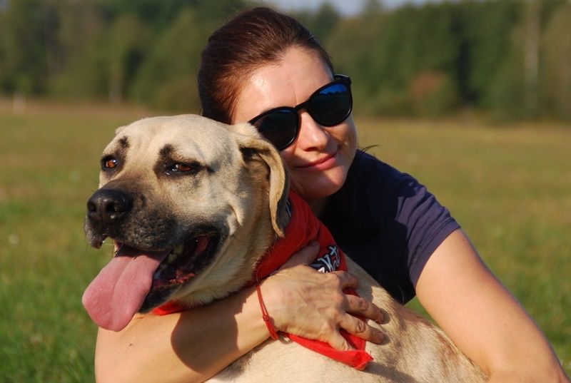 Cudowny niechciany pies Gordon do adopcji