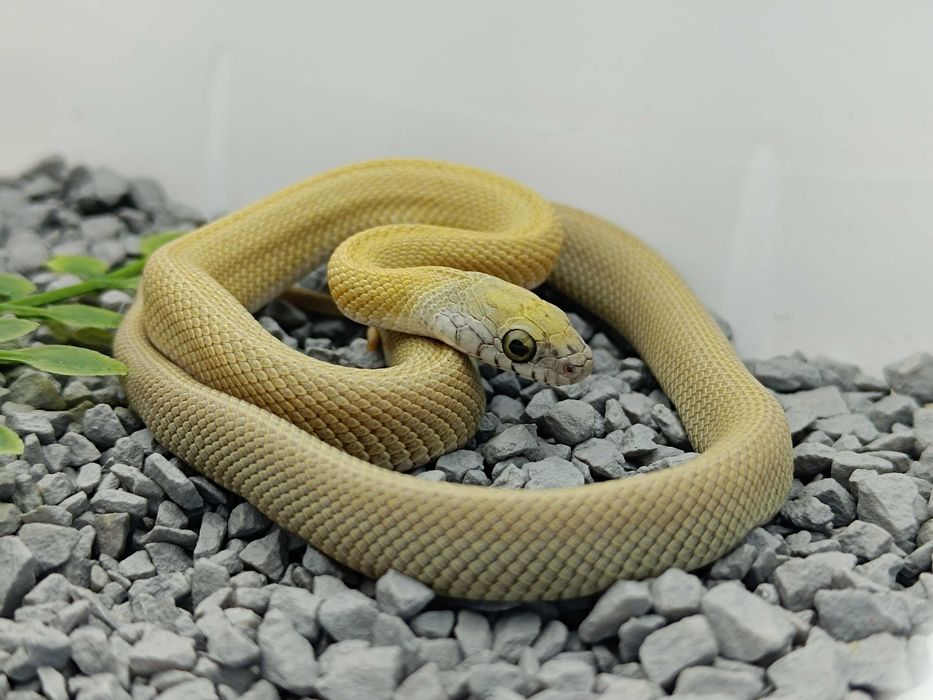 Wąż zbożowy / Samica / Odmiana: Honey Patternless Stripe Tessera ph. 50% lavender / ID: P2