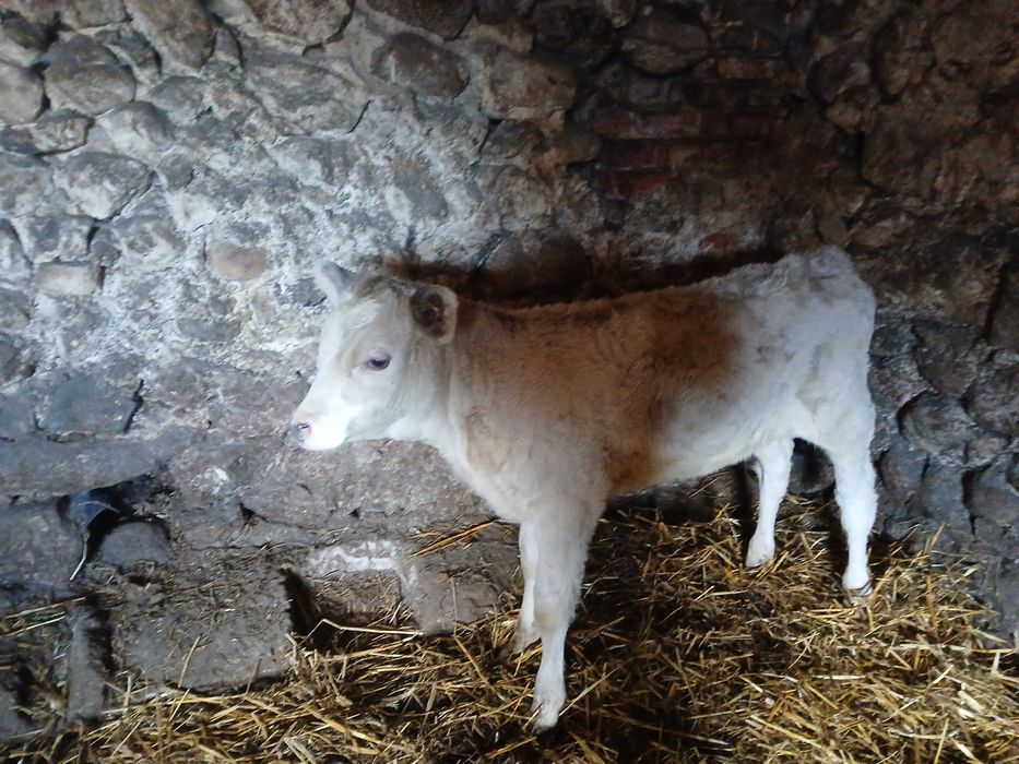 Sprzedam cielaka mięsnego/jałoszka