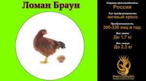 інкубаційне яйце курей Ломан Браун.