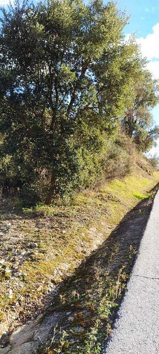 Terrenos agricolas DouroBragança- Torre Moncorvo- Açoreira Desde 1950E