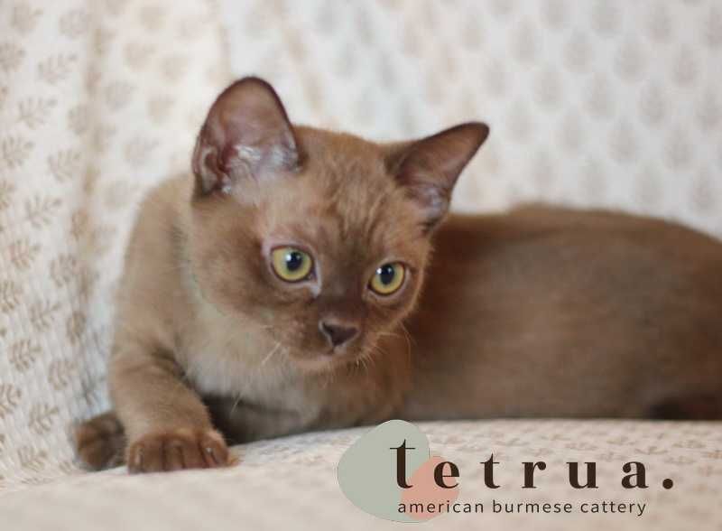 Шикарная малышка американской бурмы!