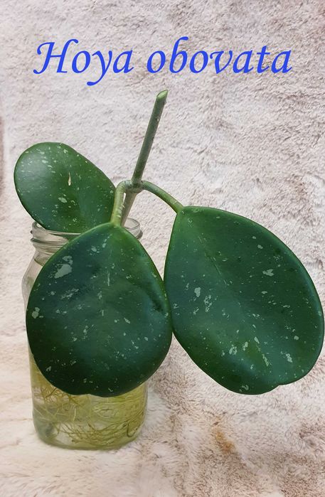 p様　HOYA2種 Продам хойи Perak,Finlaysonii dark leaves,H.sp.EPC-600,H. loheri и