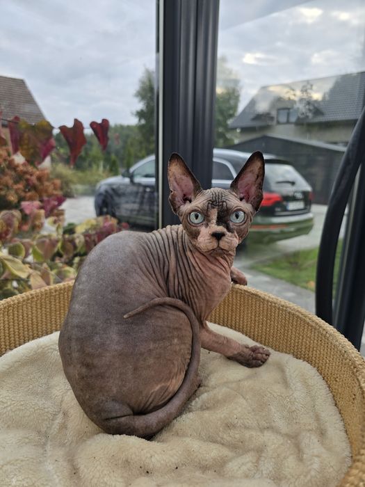 Niebieskooki kocurek sfinks,legalna hodowla WCF