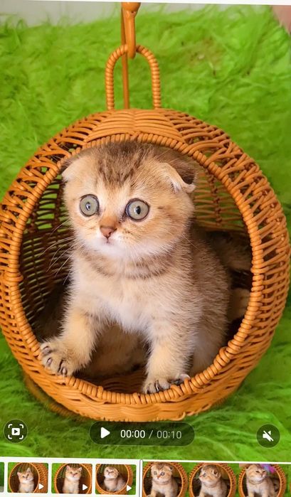 Класнючий мальчик Золотая шиншилла