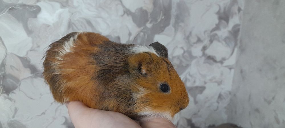 Дві морські свинки