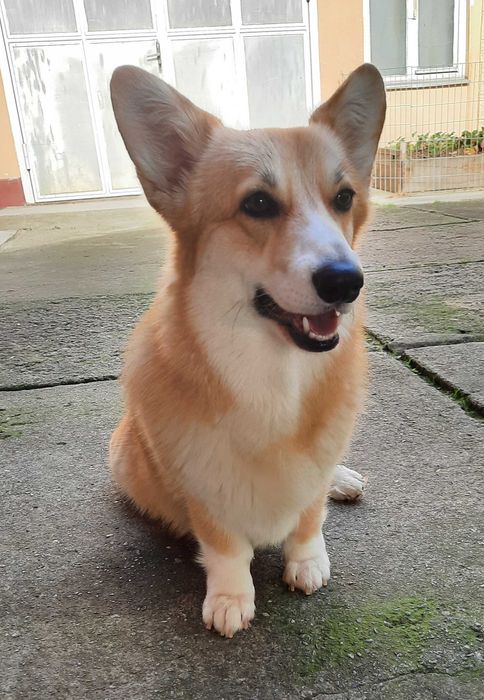 Вельш корги пемброк подрощенная сука