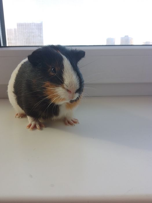 Морська свинка дівчинка