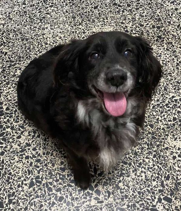 Snoppy para Adoção Responsável