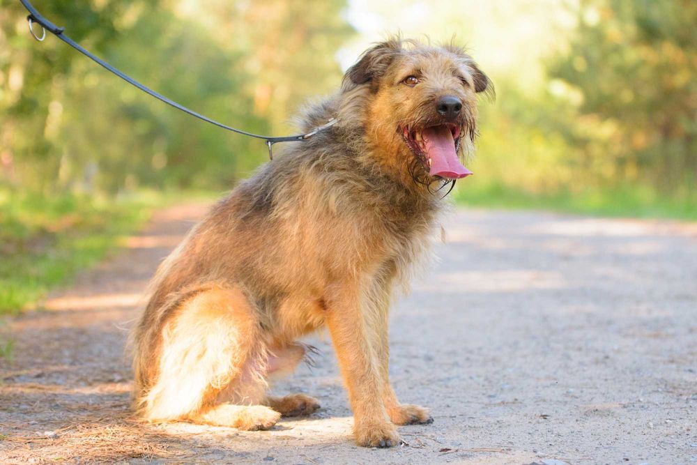 Dostojny Makesh w typie terriera szuka domu