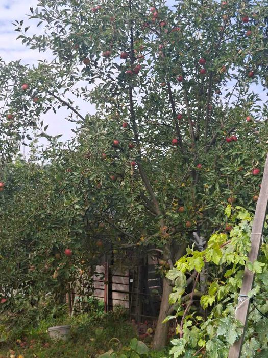 (3) Продам будинок Літин в с. Рибаче 0756