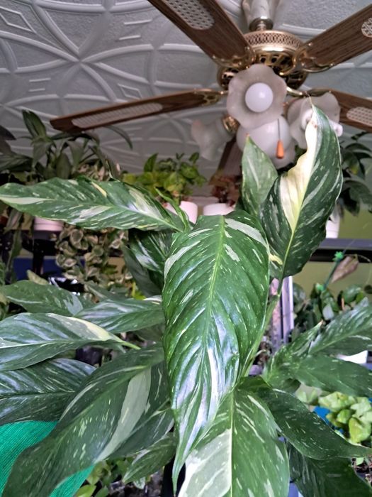 Skrzydlokwiat spathyphillum diamond variegata