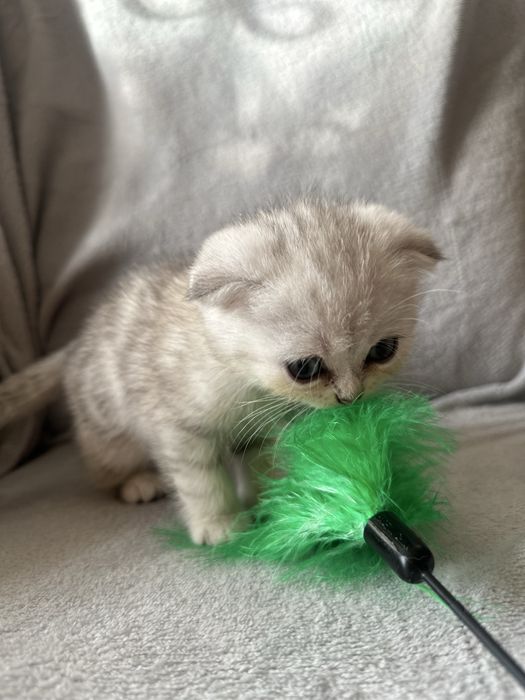 Шотландські кошенята
