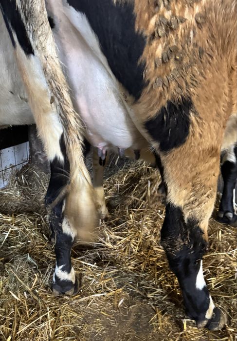 Jałowka wysokocielna