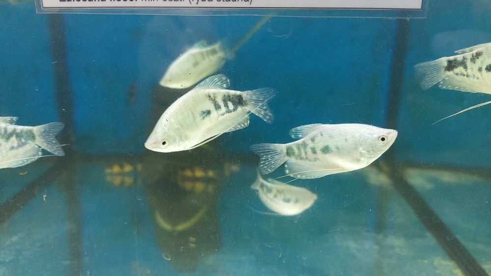 Gurami Dwuplay Złoty i Marmurkowy WYSYŁKA AKWAWIN