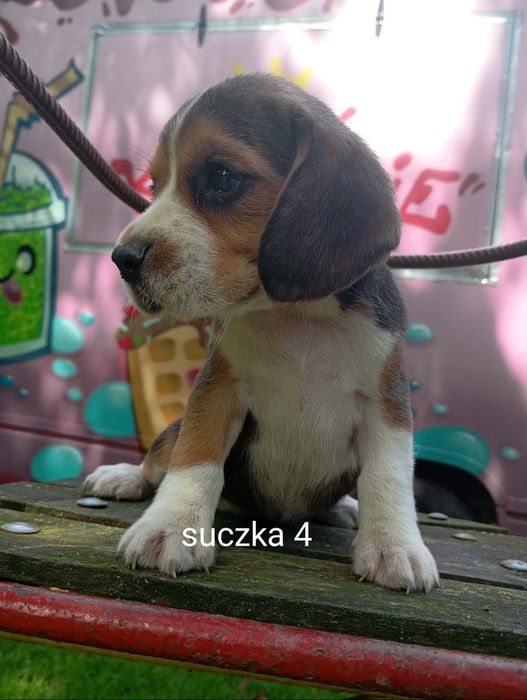 Piękna suczka Beagle