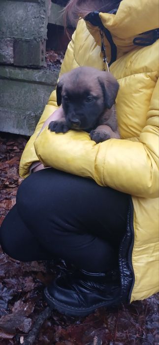 Цуценя 1міс віддамо