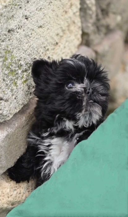 Очень милый дизайнерский мальчик.