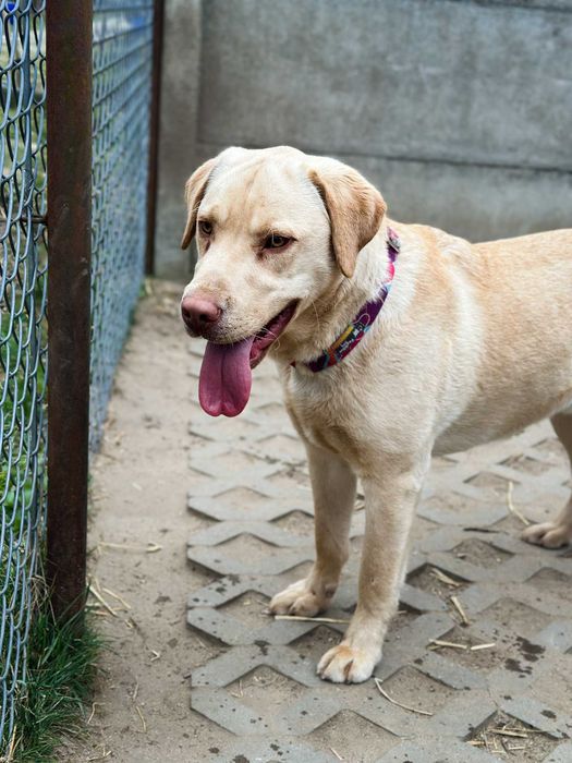 Macan w typie labradora szuka domu