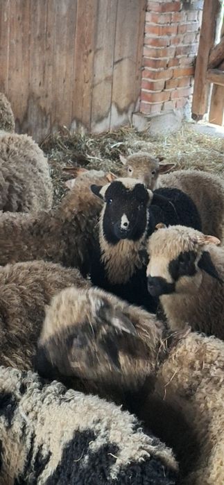 Sprzedam piękne jagnięta