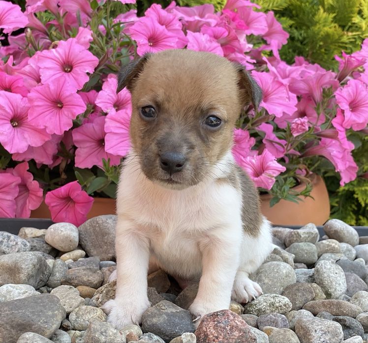 Jack Russell Terrier chłopiec TOMI