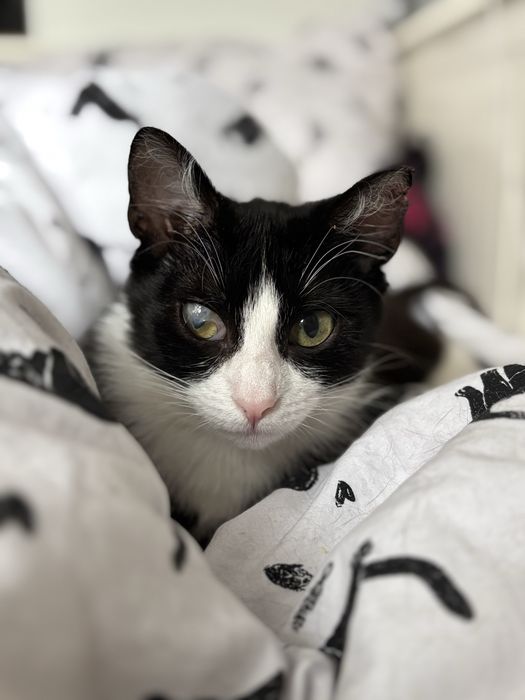 Melania/kotka do adopcji