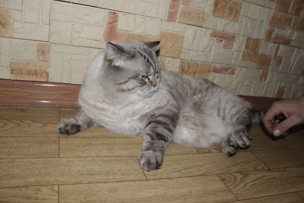 Шотландский страйт по кличке барон,приглашает на Вязку!