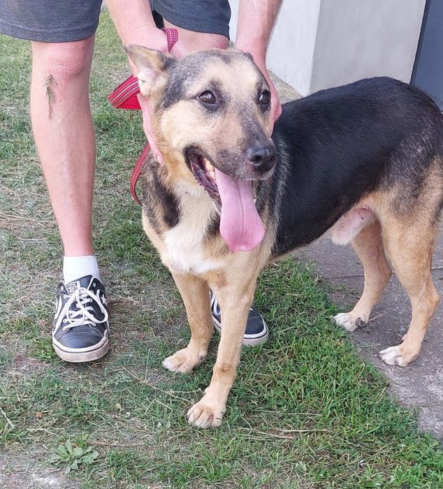 Hirek pies do adopcji