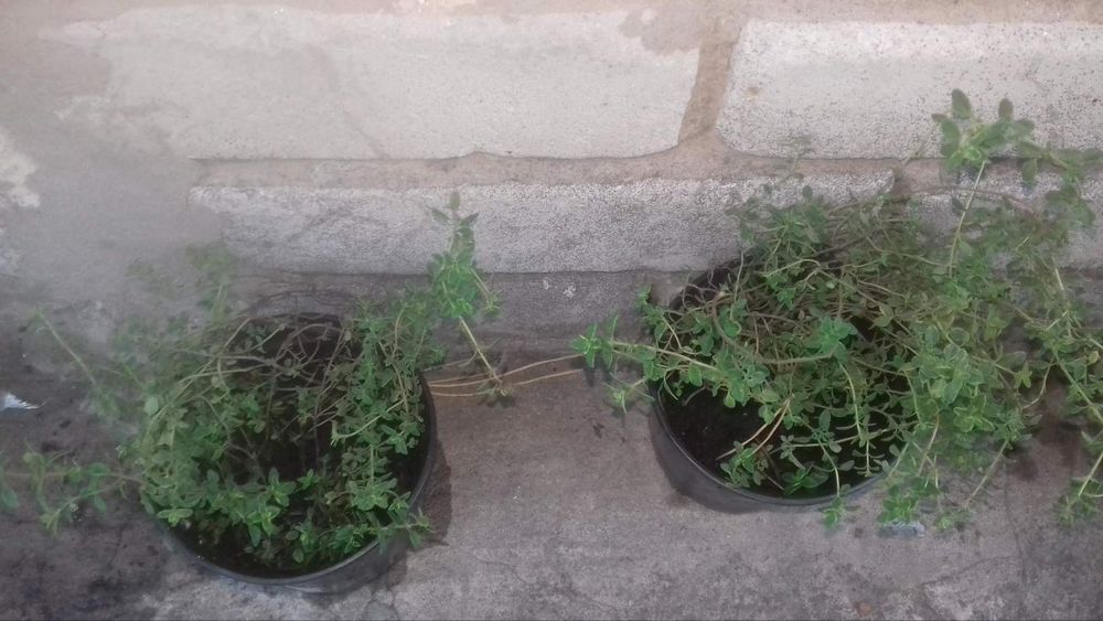 Мята лечебная ,чабрец садовый пестролистный