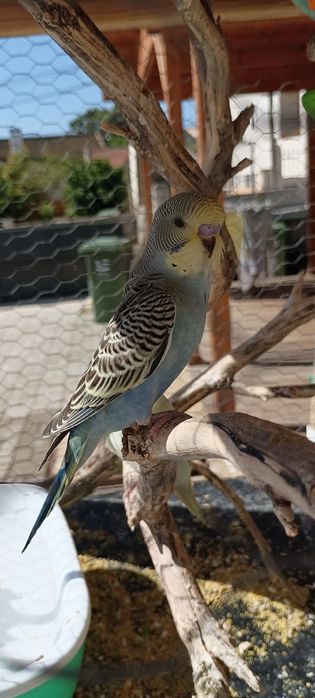 Vendo periquitos, margem sul