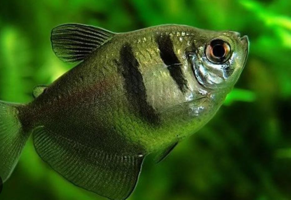 Tetra viúva branca/ negra