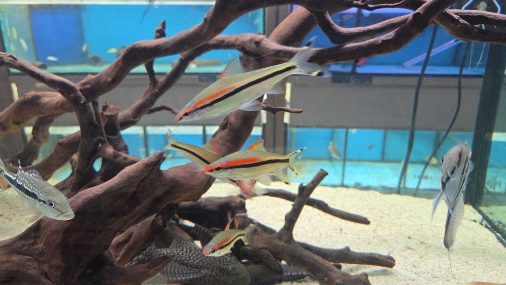 Barbo torpedo red line\ puntius  denisoni 8-10cm