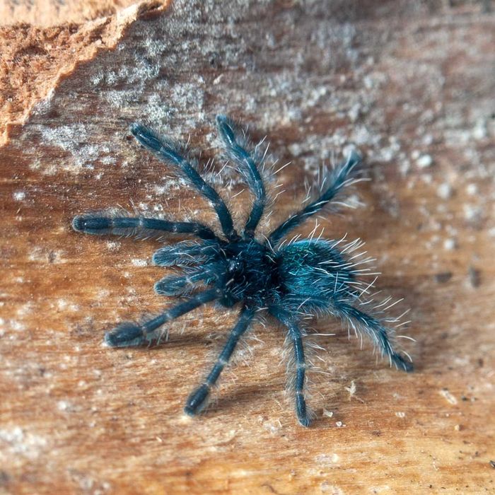 Ptasznik wielobarwny - Caribena versicolor - Karaibka wielobarwna