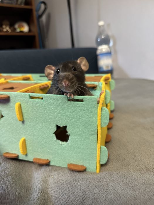 Szczury do kochającego domu + duża klatka