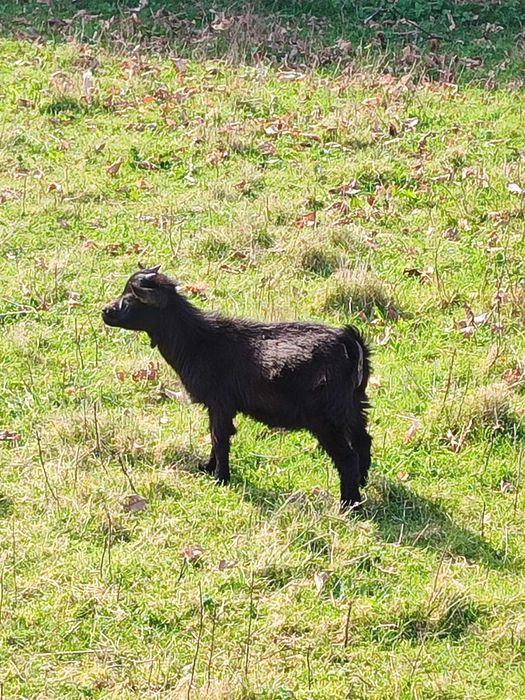 Cabras anãs  muito dóceis