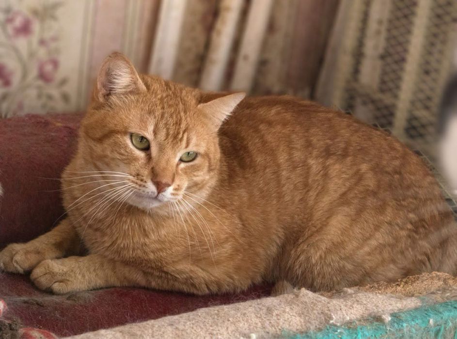 Шикарний рудий кіт в добрі руки!