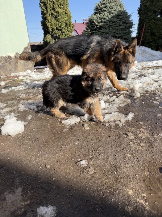 Вівчарка німецька