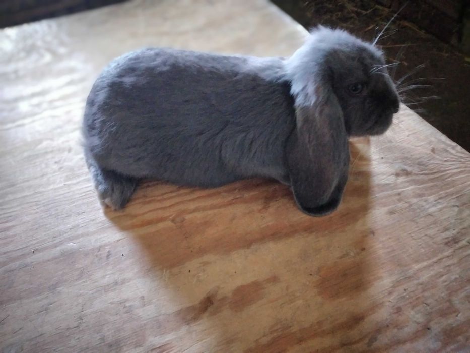 Króliki czystorasowe baran francuski niebieski Ładne Zdrowe