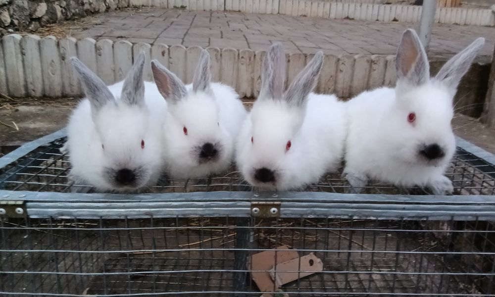 Кролі породи Каліфорнія, вік 45 днів, проколені Гем 2