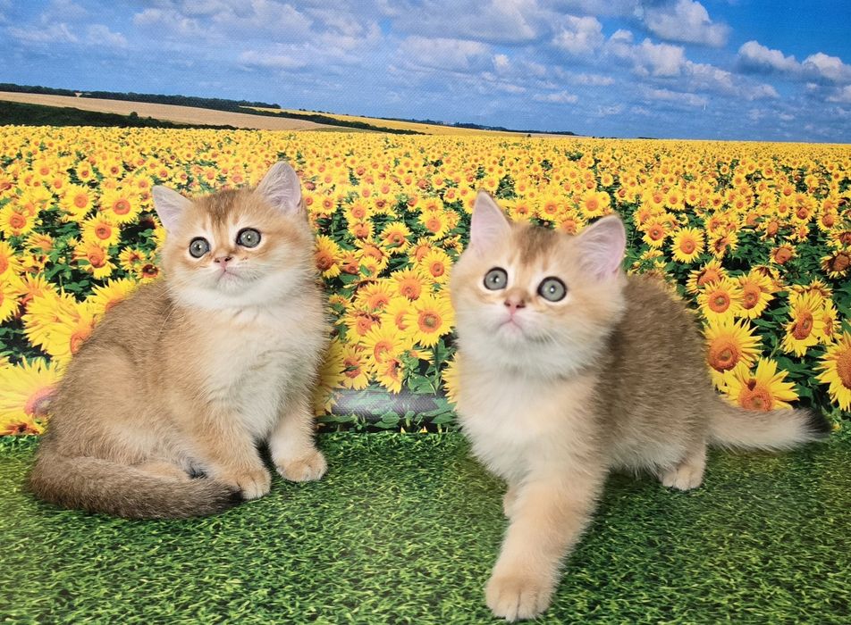 Сладкая парочка- золотые котята