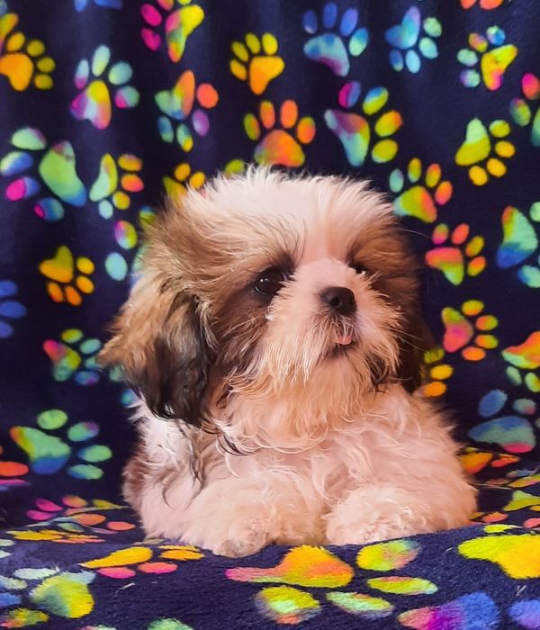 Продаётся девочка ши-тцу