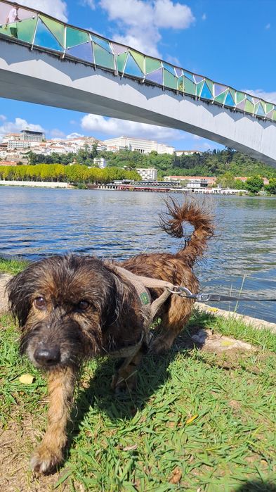 Cadela adulta para adoção