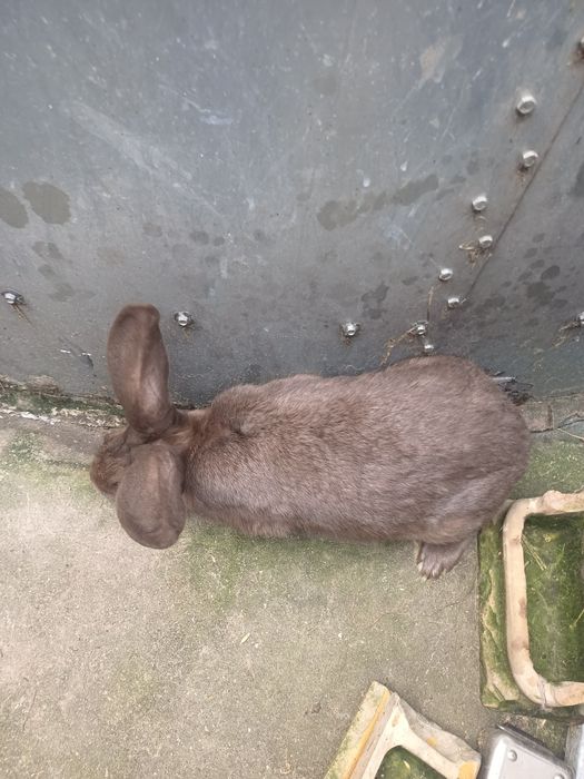 Samce. .              .