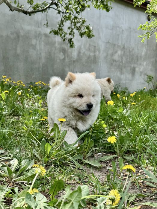 Chow Chow - śliczny piesek