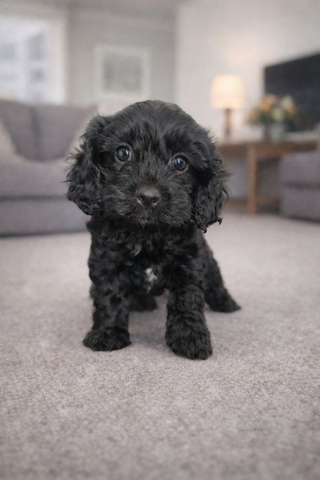 Cavapoo czarna suczka cavapoo