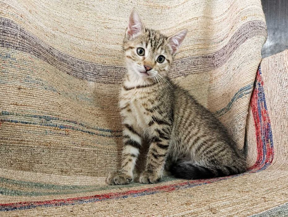FÊMEA | Gatinha disponível para Adoção Responsável
